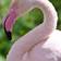20 Fun Facts About Flamingos